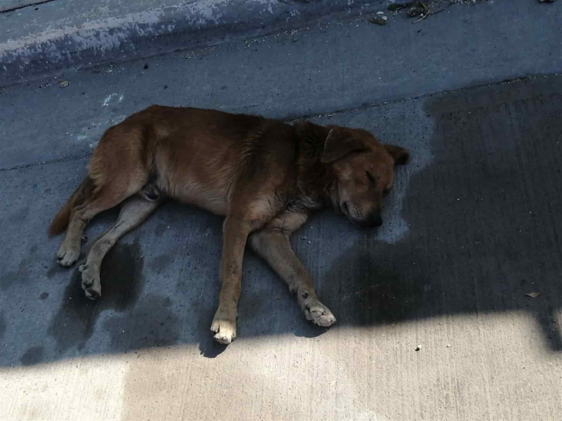 FOTO: Ana Lidia Avilés.