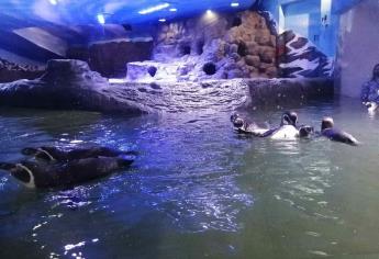 Llegan 4 ejemplares más al Pingüinario del Acuario Mazatlán