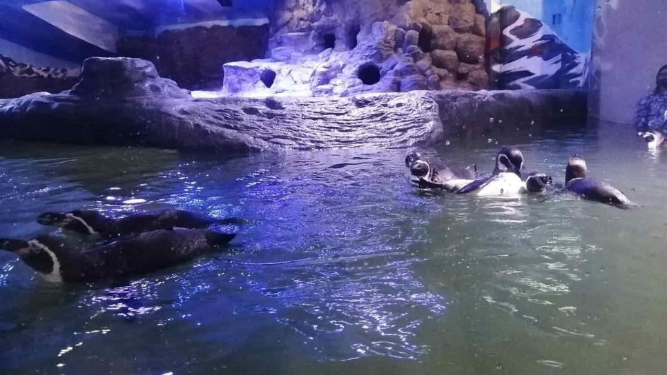 Llegan 4 ejemplares más al Pingüinario del Acuario Mazatlán