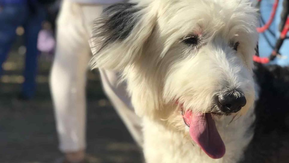 Realizan marcha por la paz y en contra del maltrato animal