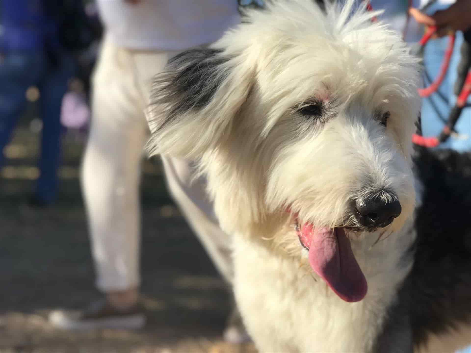 Realizan marcha por la paz y en contra del maltrato animal