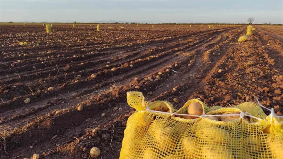 Llega CONPAPA a Los Mochis, la zona productora más importante de México