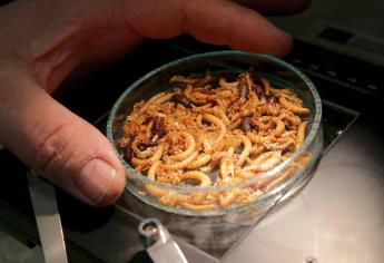 Los gusanos amarillos secos son un nuevo alimento en la UE