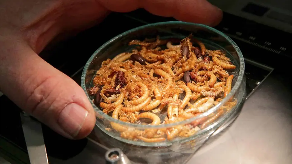 Los gusanos amarillos secos son un nuevo alimento en la UE