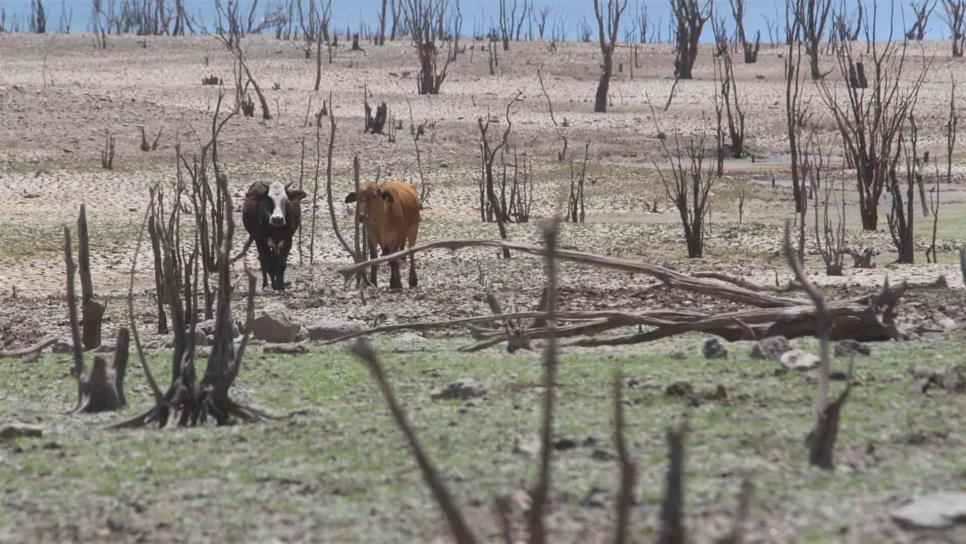 Sequía nunca antes vista afecta a Sinaloa: Tarriba