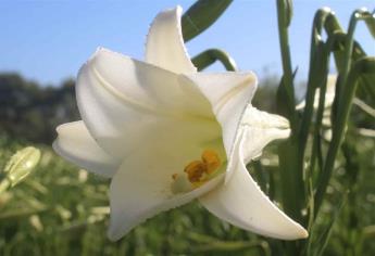 Lirio de Mayo, una tradición que persiste