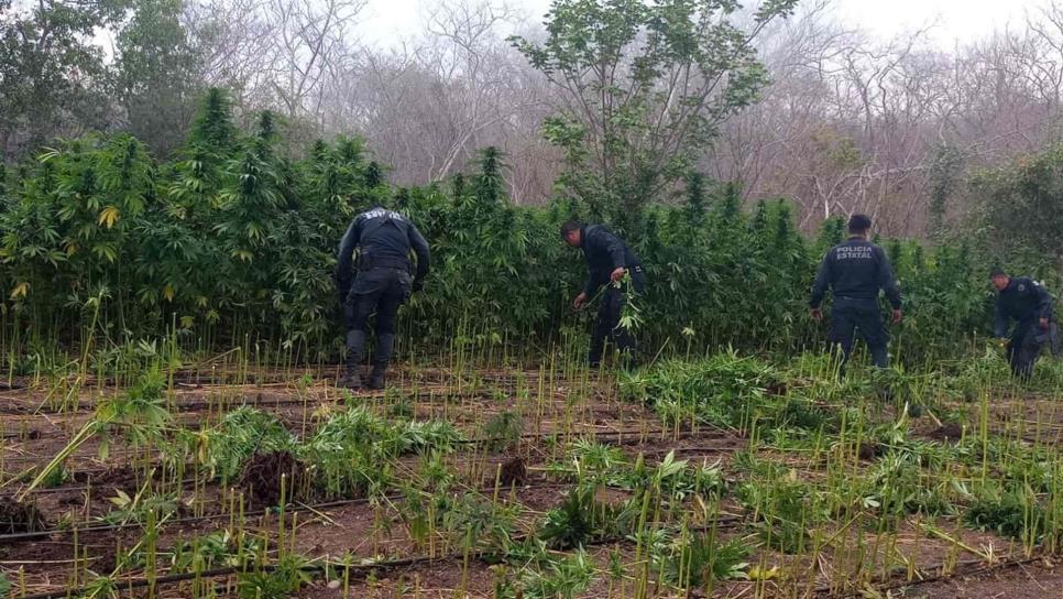 Policía Estatal localiza y destruye plantíos de presunta mariguana en Mazatlán