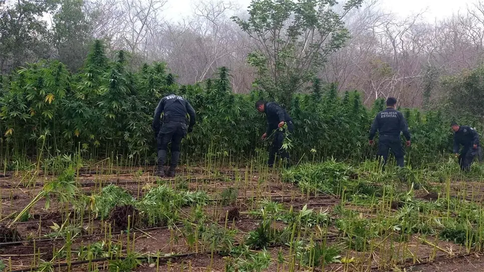Policía Estatal localiza y destruye plantíos de presunta mariguana en Mazatlán