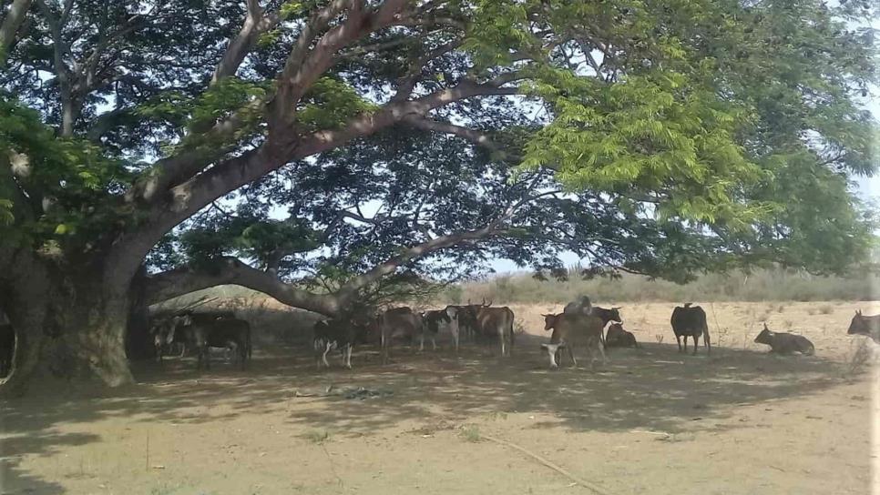 Por sequía, ganaderos afectados por falta de alimentos
