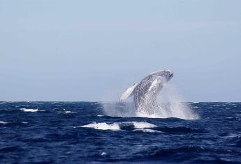 Rusia prohibirá la caza de ballenas y delfines