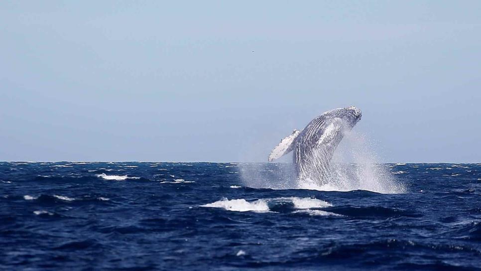 Rusia prohibirá la caza de ballenas y delfines