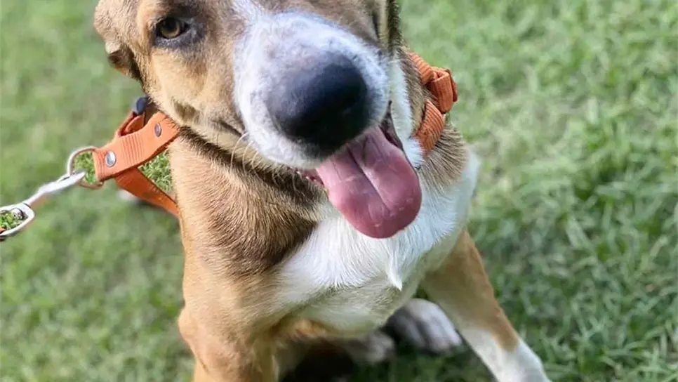 ¿Tienes mascota? Cuídala de un golpe de calor