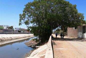 Se manifiestan ambientalistas que están en contra de talar el gran árbol de Jacarandas