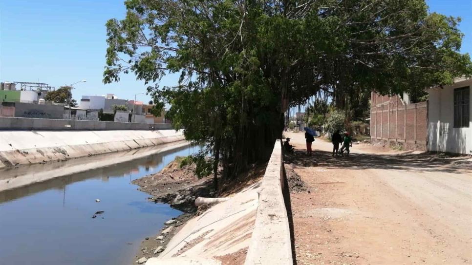 Se manifiestan ambientalistas que están en contra de talar el gran árbol de Jacarandas