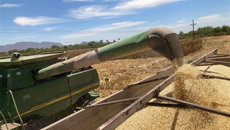 Semana negativa para maíz y trigo