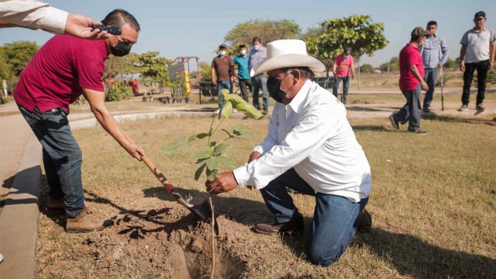 Ayuntamiento de Guasave planta más de 40 mil árboles