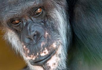 Cobby, el chimpancé más viejo en cautiverio en EEUU, muere en California