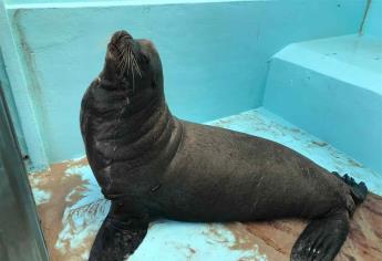 Muere lobo marino rescatado en playas de Mazatlán