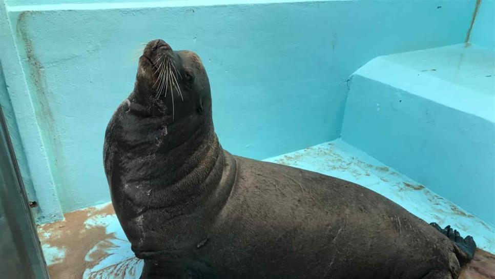 Muere lobo marino rescatado en playas de Mazatlán