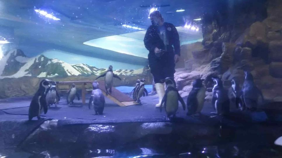 Acuario Mazatlán permitirá tocar a los pingüinos y tomarse fotos con ellos