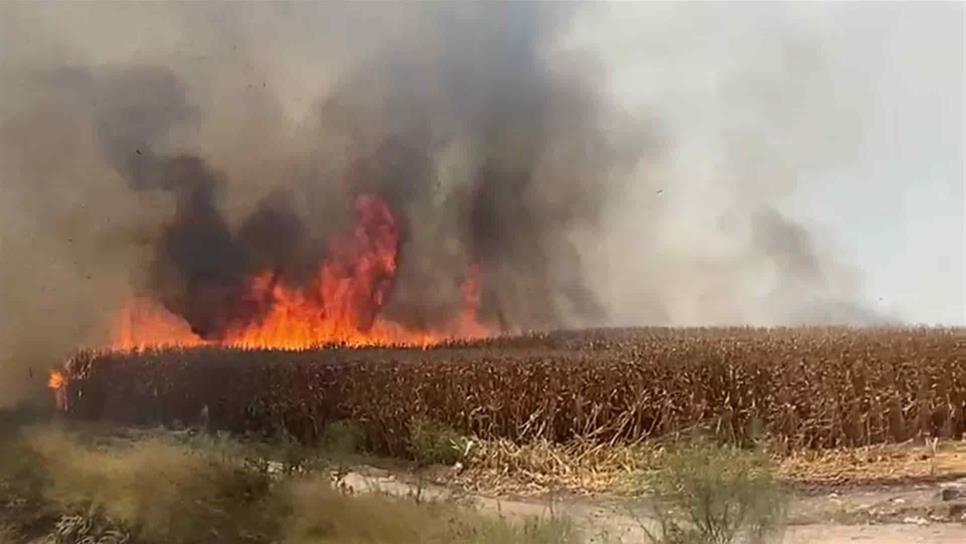 Quema de soca se extiende e incendia 3 hectáreas con maíz en pie