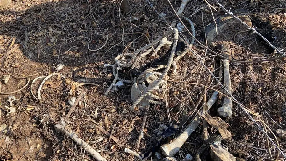 Hallan osamenta en predio al norte de Mazatlán