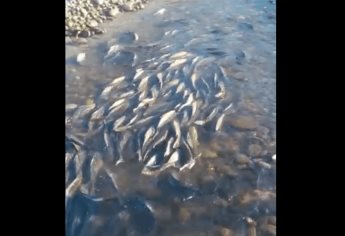 Denuncian posible mortandad de peces en la Bocatoma de San Blas por sequía