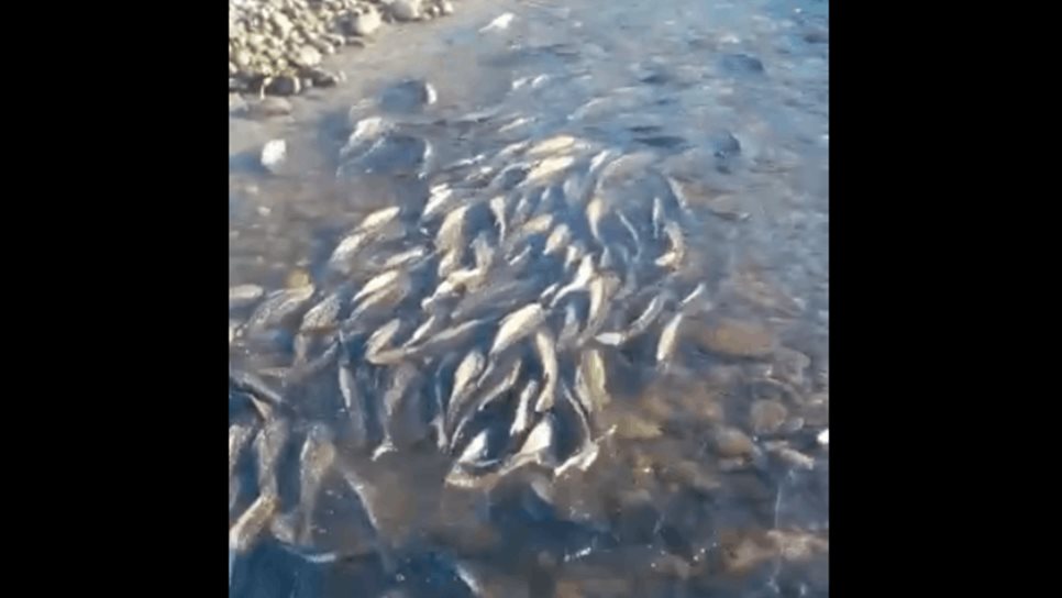 Denuncian posible mortandad de peces en la Bocatoma de San Blas por sequía