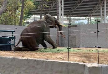 En pocas semanas podría irse Big Boy del Zoo de Culiacán