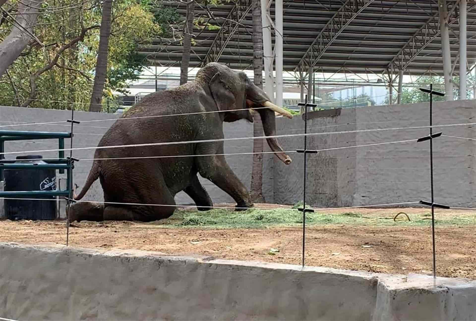 En pocas semanas podría irse Big Boy del Zoo de Culiacán