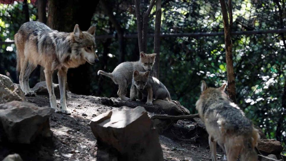 Cinco lobeznos mexicanos aumentan la esperanza en mantener la especie