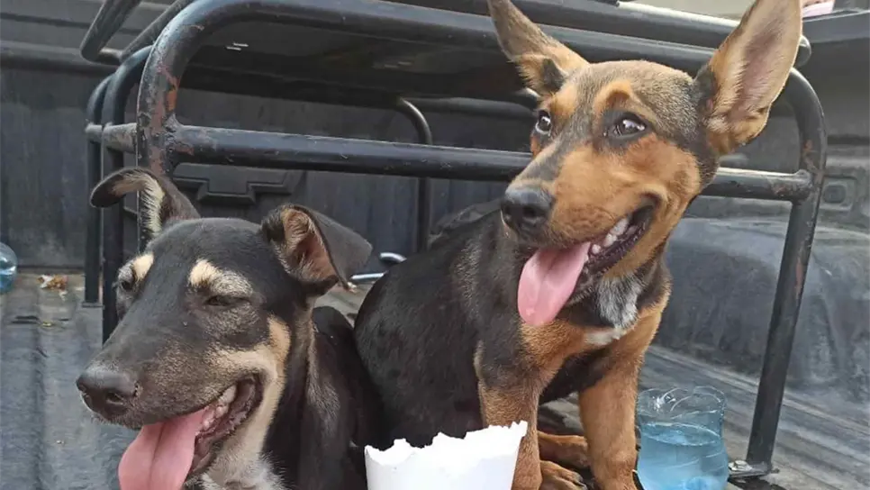 Detienen a indigente por maltratar a dos perritos en Culiacán