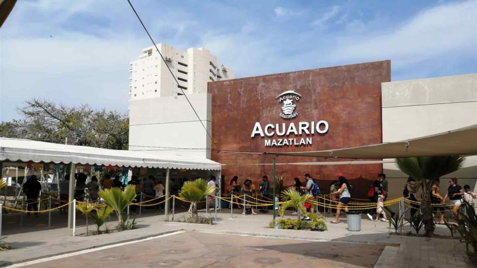 Prepara Acuario inauguración de la segunda etapa del pingüinario