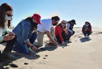 En Mazatlán, colocan GPS  a las tortugas crías para su conservación