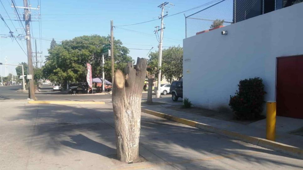 Talan árboles y dejan sin sombra a peatones en Los Mochis