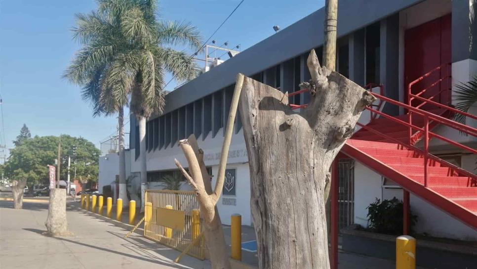 Atiende Medio Ambiente de Ahome queja de poda de árboles en Independencia y Colegio Militar