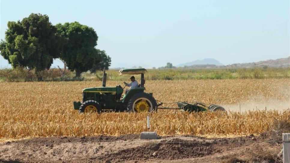 Incorporar la soca mejora el rendimiento de la tierra y cultivos: especialista
