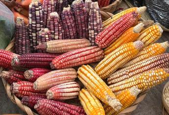 Buscan introducir el maíz criollo en huertas familiares y la gastronomía sinaloense