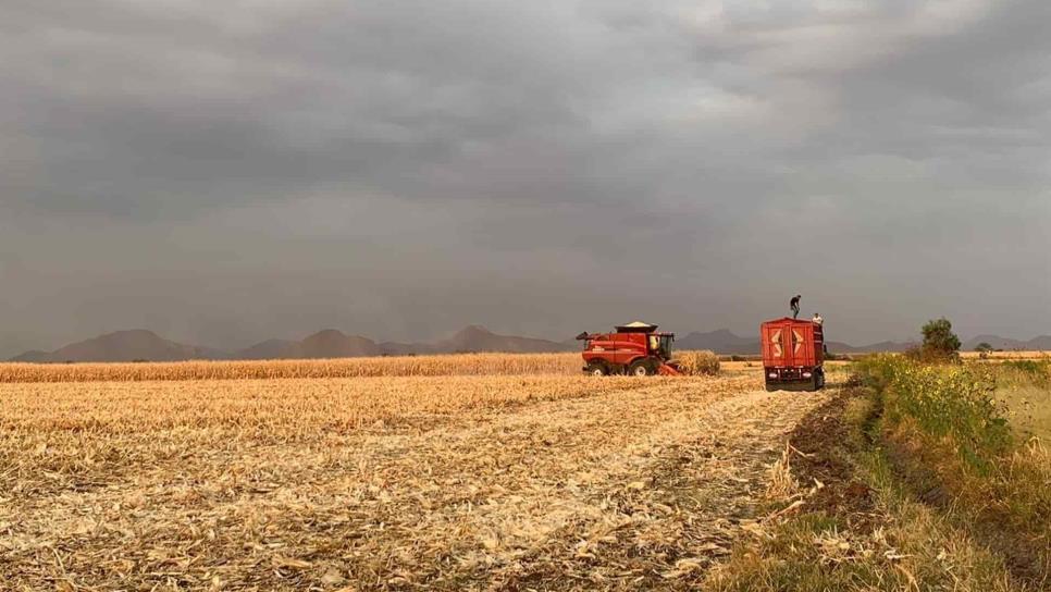 Al 90% cosecha de maíz en el norte de Sinaloa