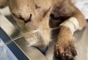 Con un arma blanca, hieren a perrita “Briana” de 7 meses