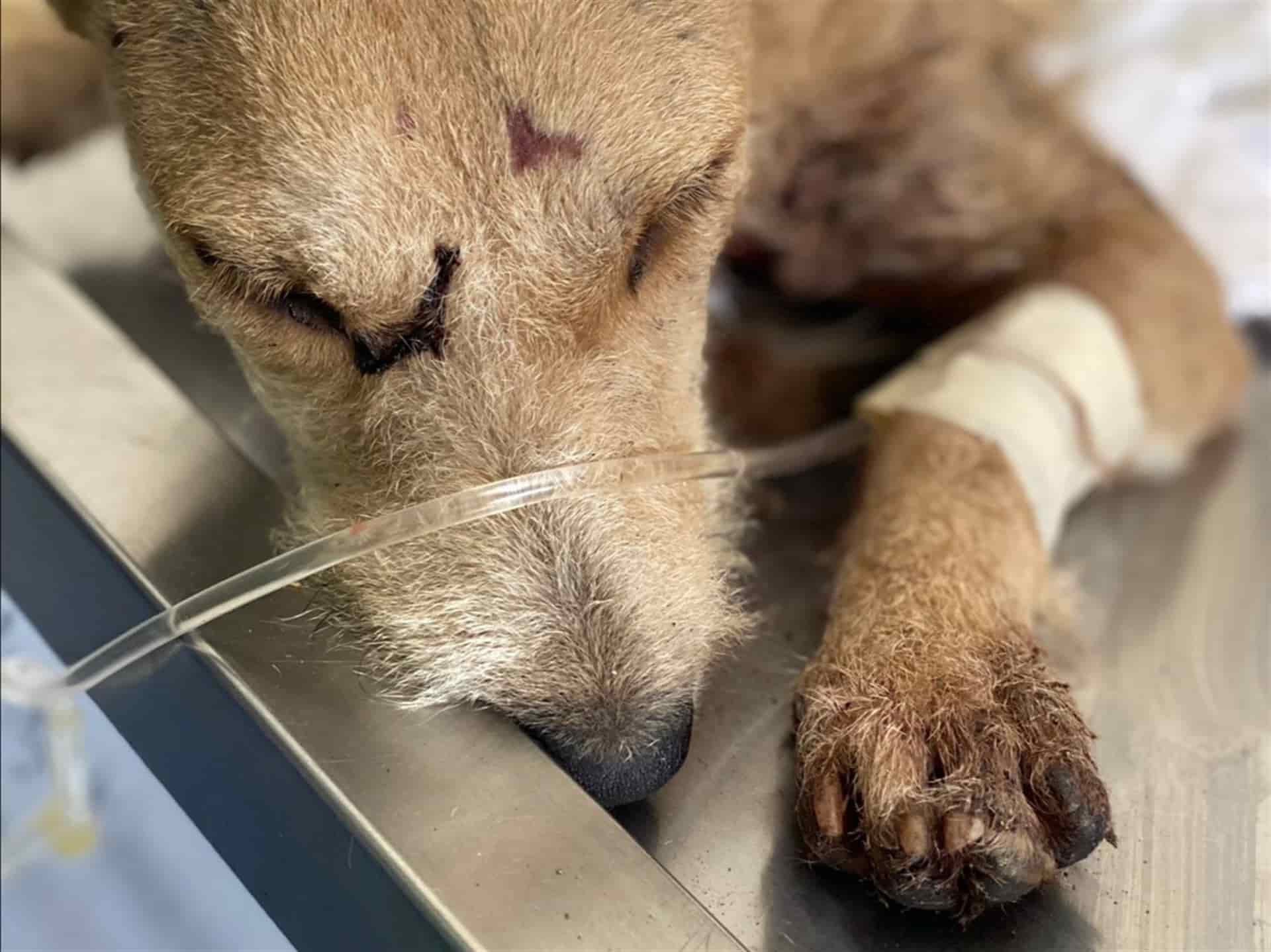 Con un arma blanca, hieren a perrita “Briana” de 7 meses