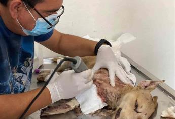 Investigará Fundación Laika caso de la perrita “Briana”