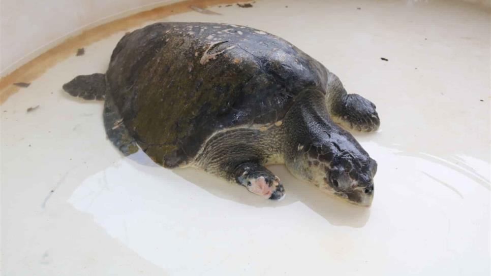 Acuario Mazatán rescata tortuga golfina