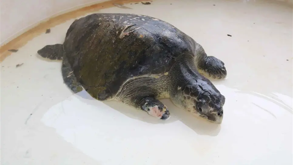 FOTO: Acuario Mazatlán.