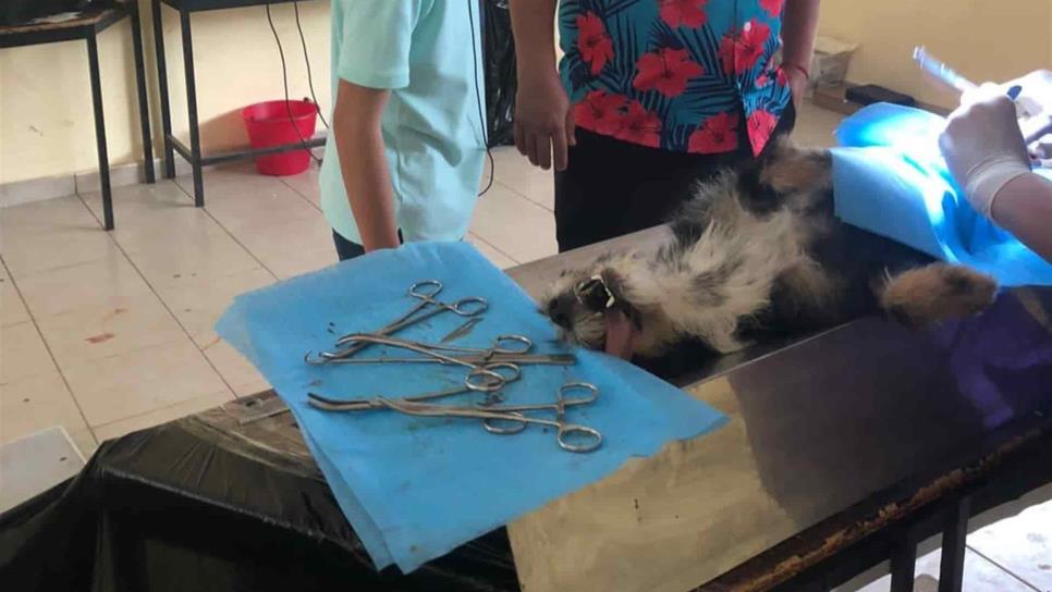 Fortalecerán en 50% esterilizaciones de animales  y vehículo brindará servicio en comunidades