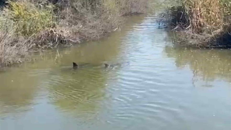 Acuden al rescate de delfines atrapados en Dren de Sataya