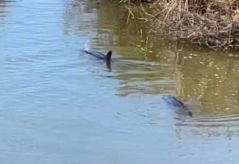 Captan a dos delfines atrapados en dren en Sataya, Navolato