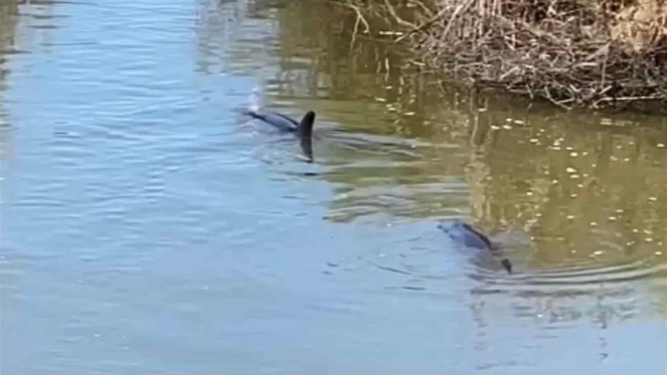 Captan a dos delfines atrapados en dren en Sataya, Navolato