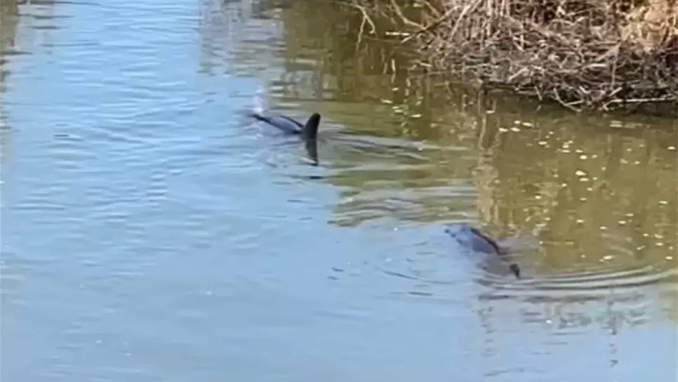 Captan a dos delfines atrapados en dren en Sataya, Navolato