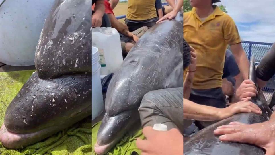 Tras horas trabajo, rescatan y liberan a uno de los delfines atrapados en dren de Navolato